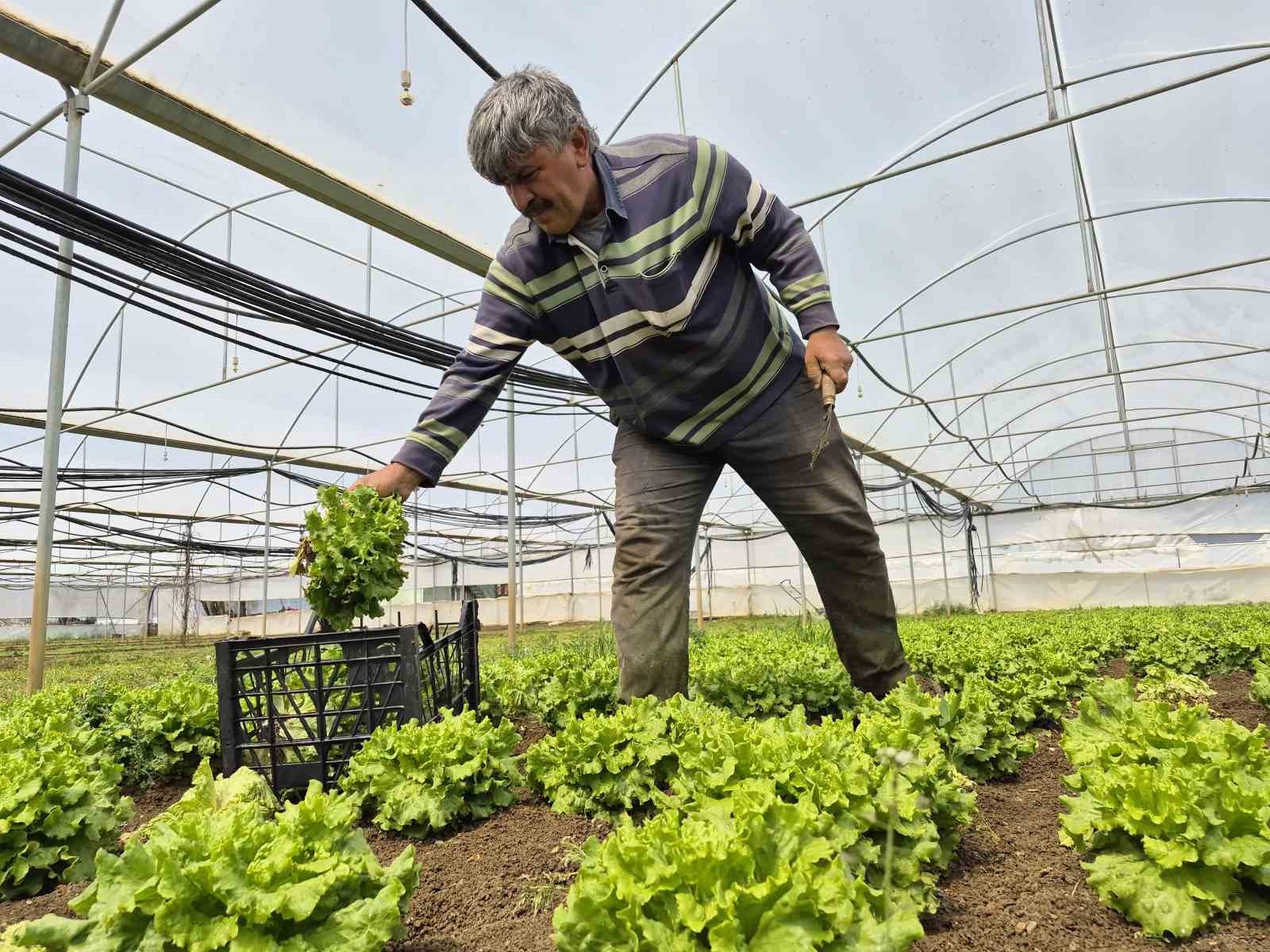 Tarlada ortalama 15 TL olan marul tezgahlarda 100 TL’ye satılıyor
