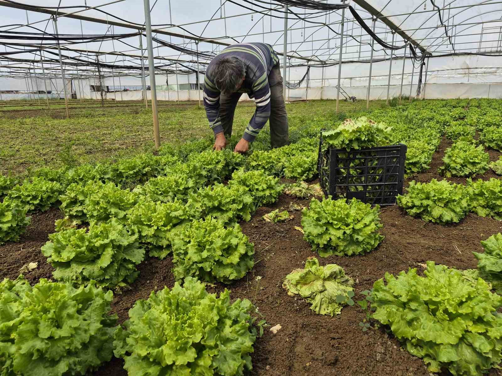 Tarlada ortalama 15 TL olan marul tezgahlarda 100 TL’ye satılıyor
