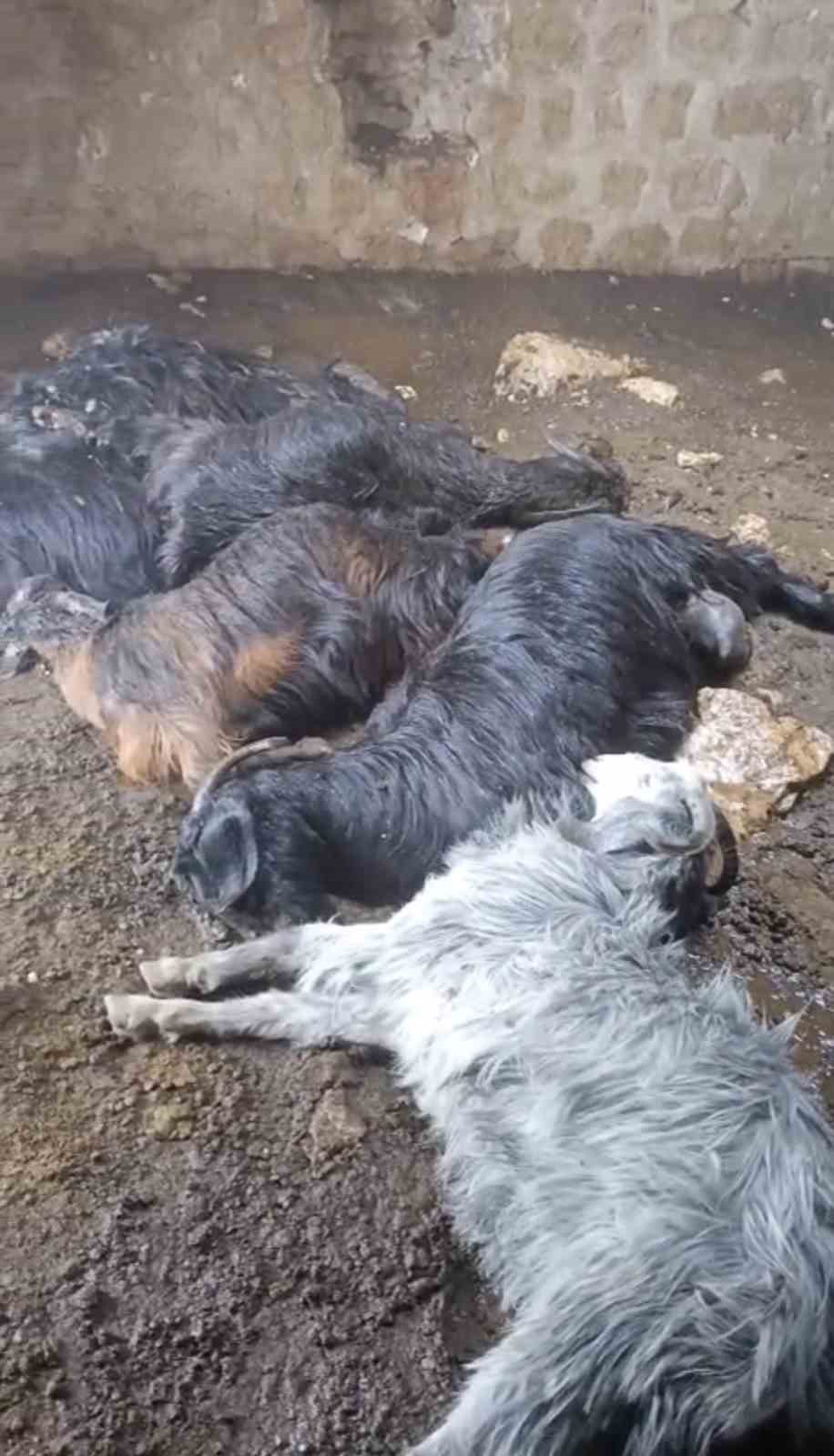 Tarsus’ta ahıra yıldırım düştü: 5 küçükbaş hayvan telef oldu
