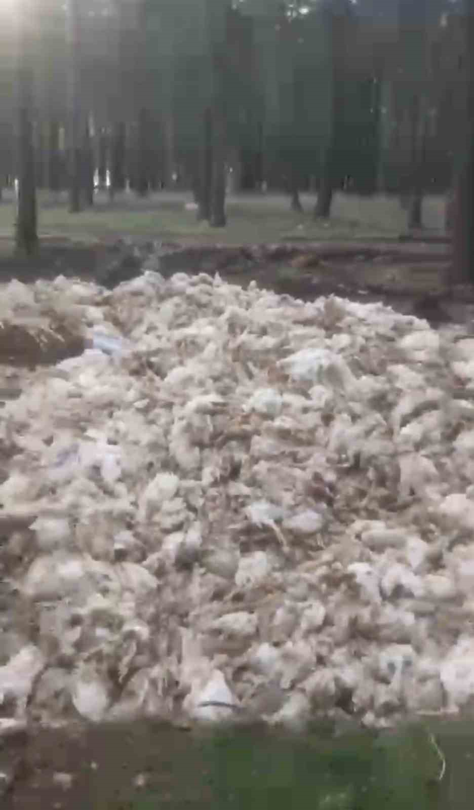 Tarsus’ta ölü tavuklar ormana atıldı

