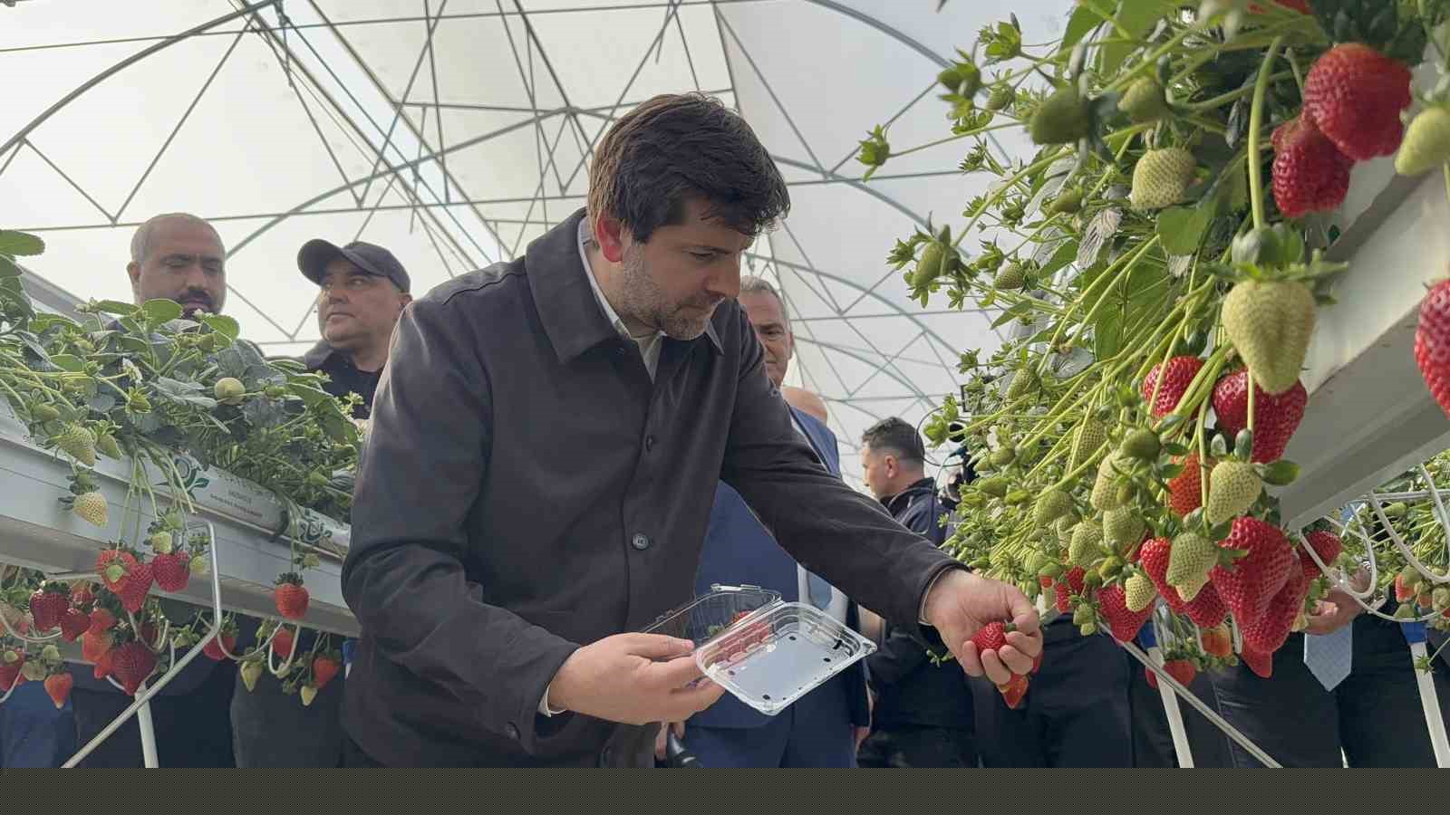 Tarsus’ta topraksız tarımda ilk çilek hasadı yapıldı
