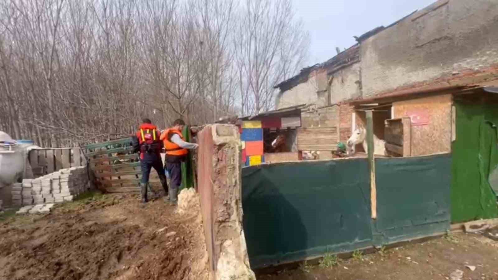 Taşkında mahsur kalan atlar için botlarla seferberlik
