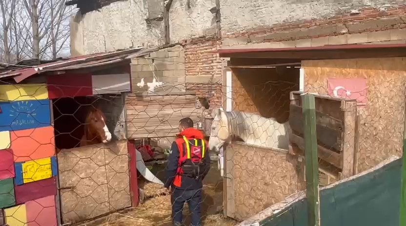 Taşkında mahsur kalan atlar için botlarla seferberlik
