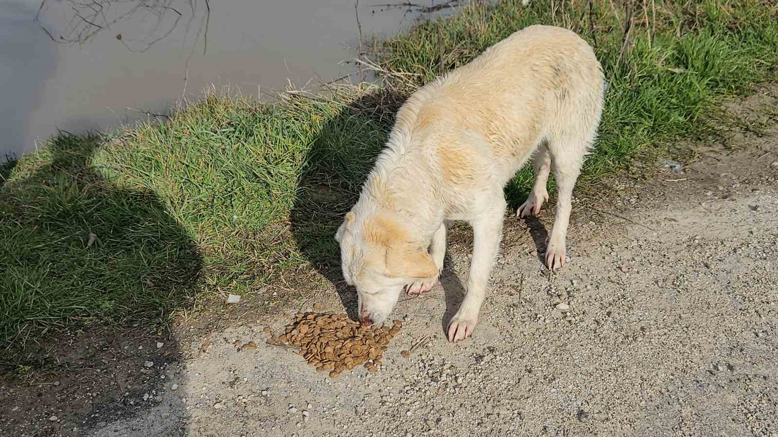 Taşkında mahsur kalan hayvanlar kurtarılmaya devam ediyor
