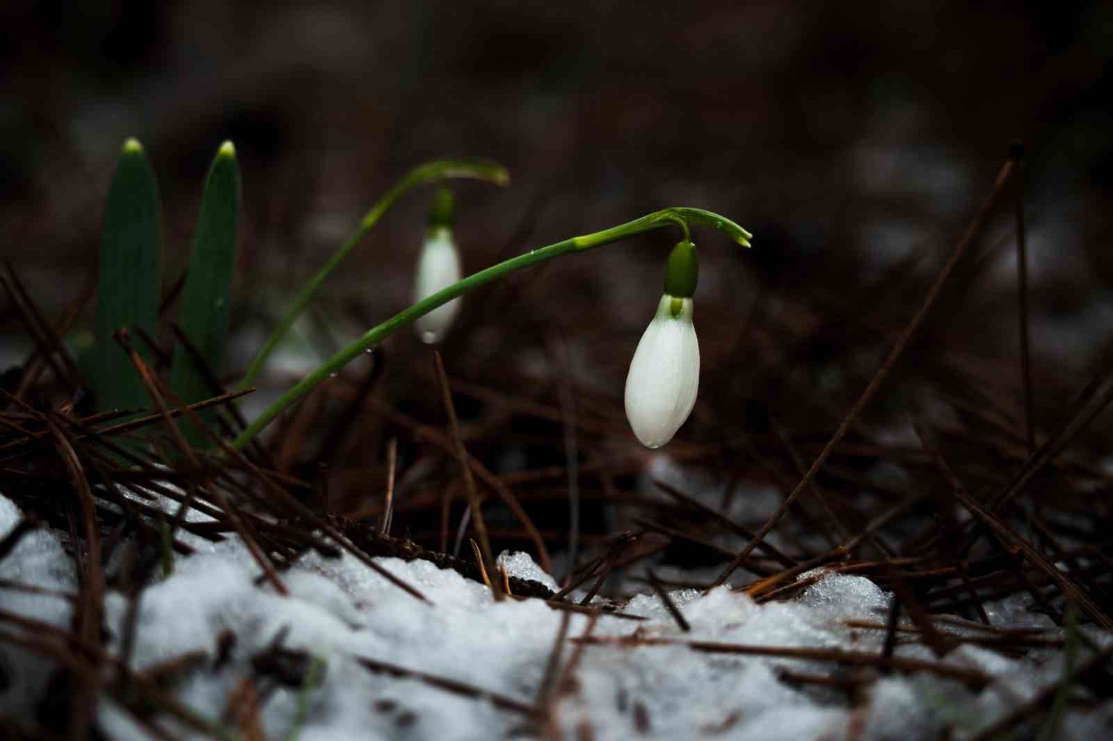 Taşkınlara neden olan yağmurlar kuruyan şelaleyi canlandırdı
