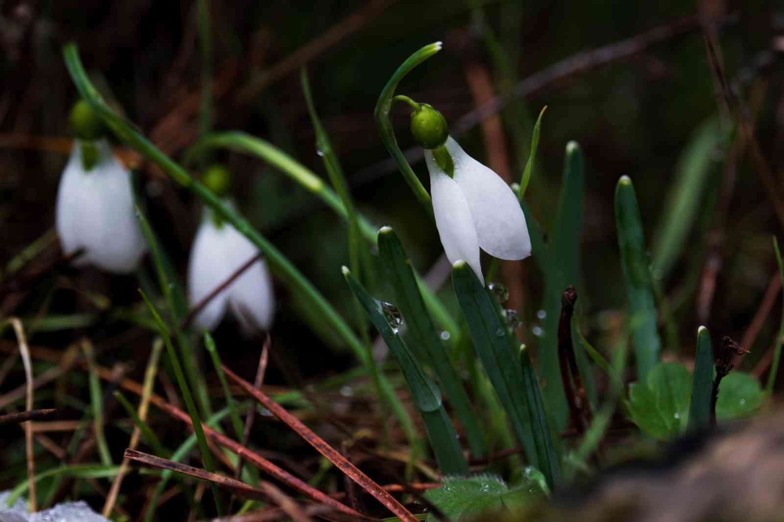Taşkınlara neden olan yağmurlar kuruyan şelaleyi canlandırdı

