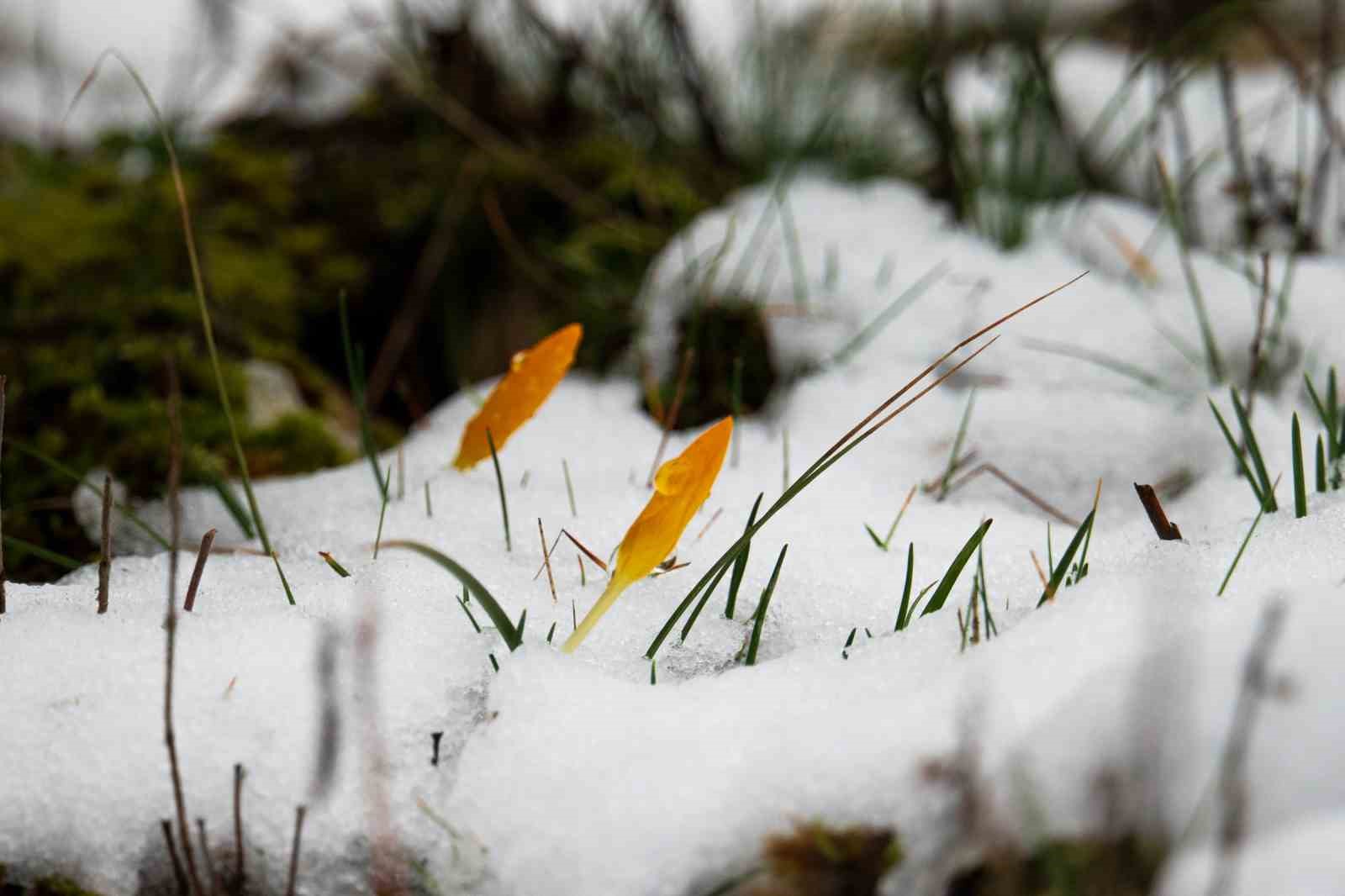 Taşkınlara neden olan yağmurlar kuruyan şelaleyi canlandırdı
