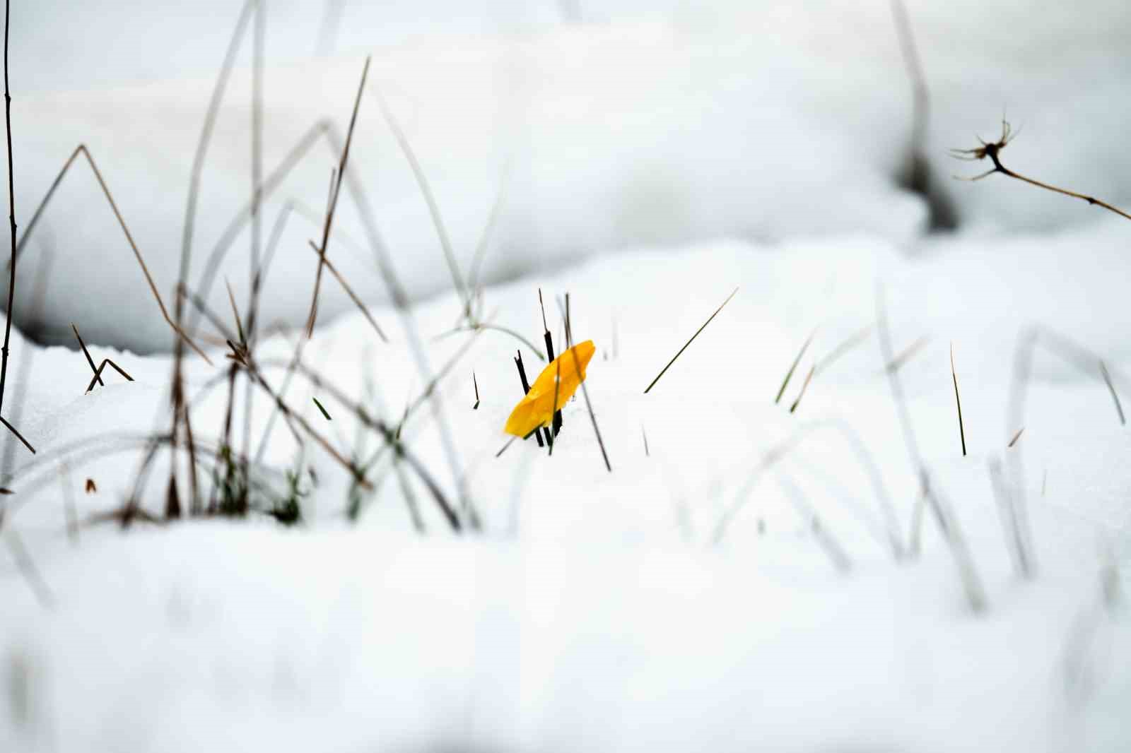 Taşkınlara neden olan yağmurlar kuruyan şelaleyi canlandırdı
