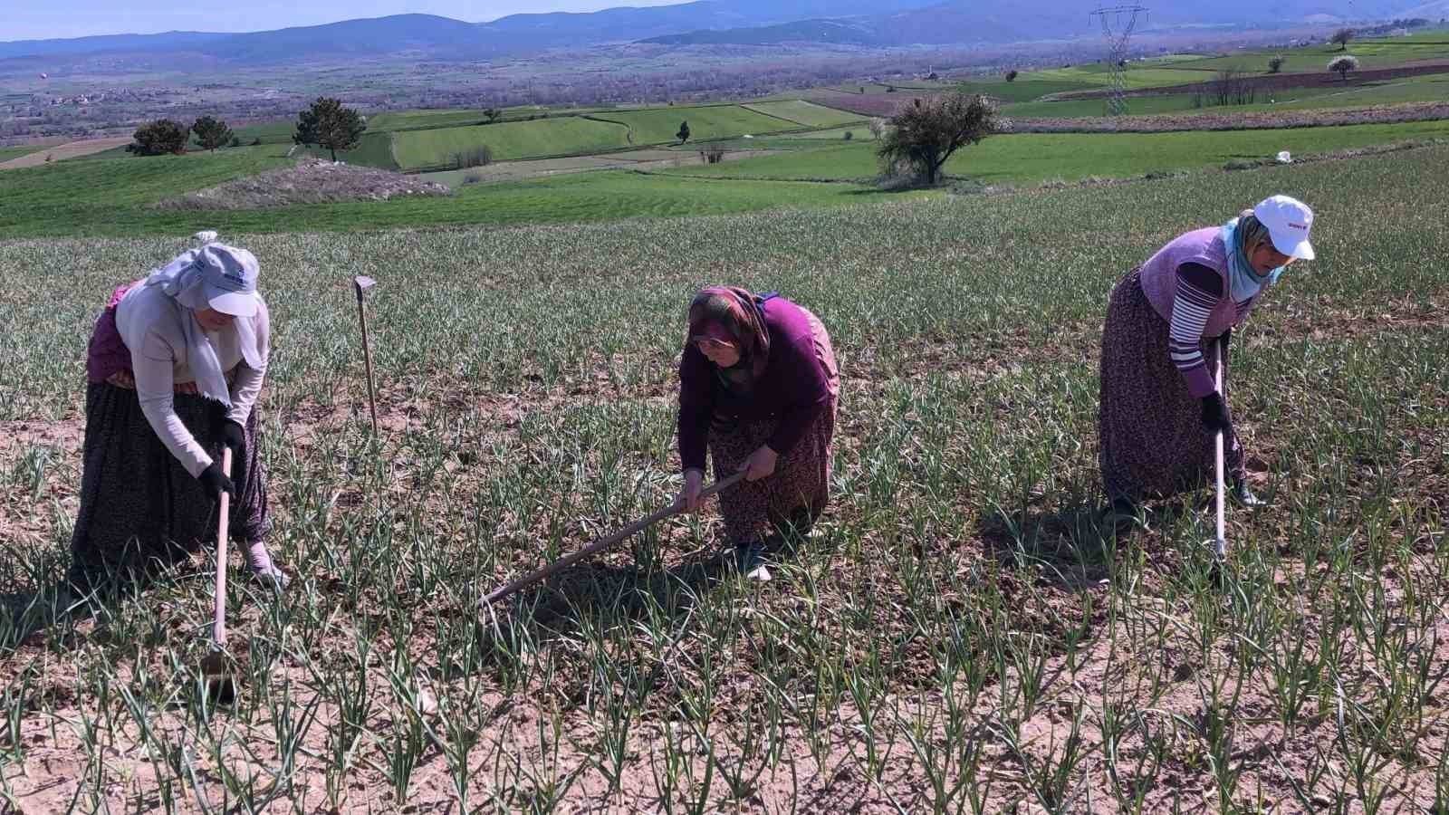 Taşköprü sarımsağı tarlalarındaki zararlı otları tek tek topluyorlar

