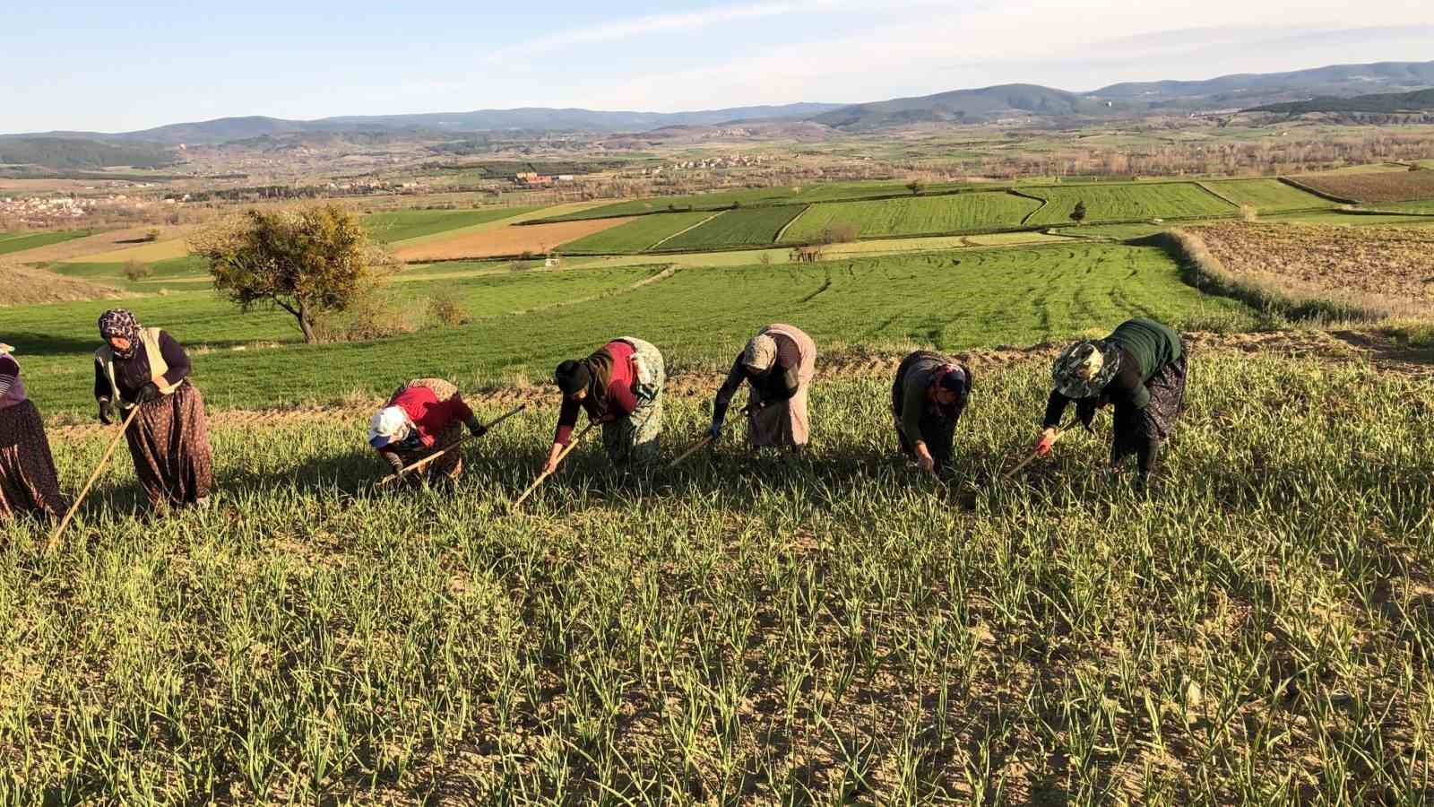 Taşköprü sarımsağı tarlalarındaki zararlı otları tek tek topluyorlar
