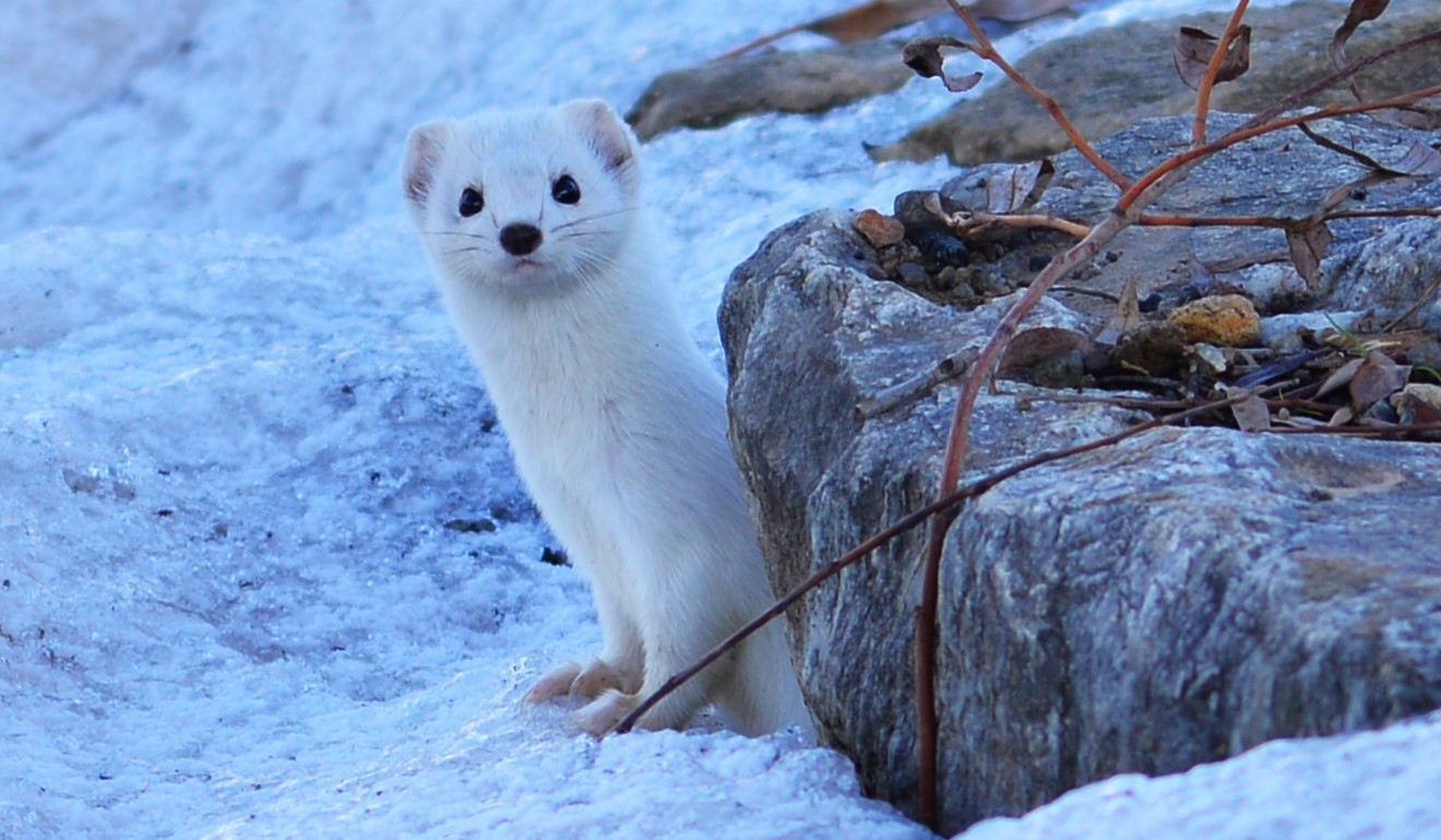 Tatvan sahilinde "Beyaz Gelincik" görüntülendi
