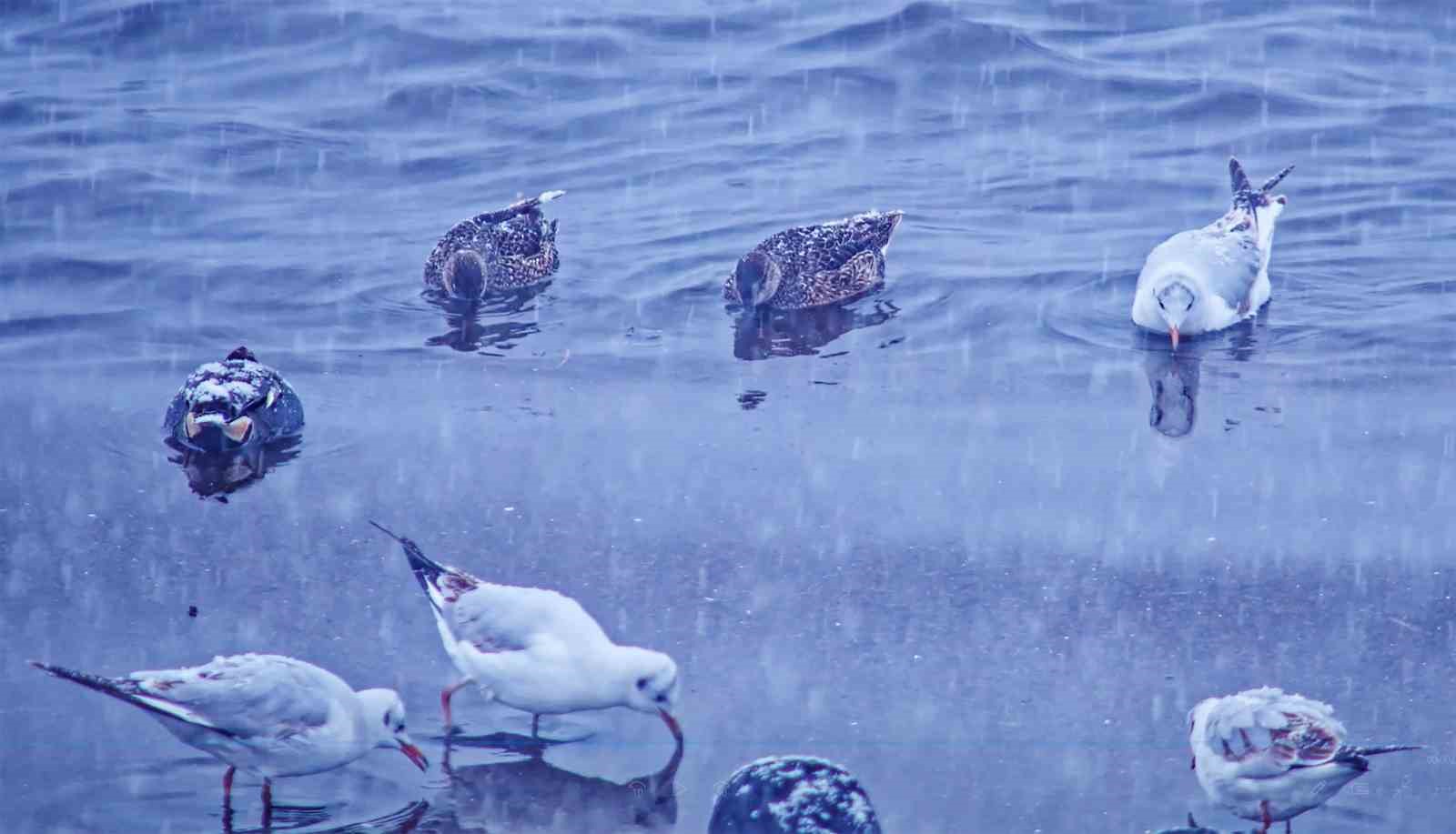 Tatvan’a kış ortasında kuş akını
