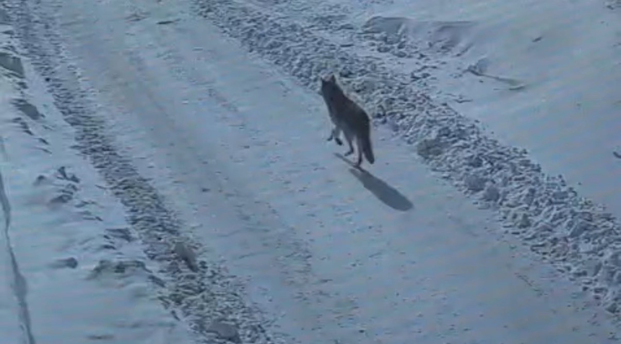 Tatvan’da gündüz vakti kurt görüldü
