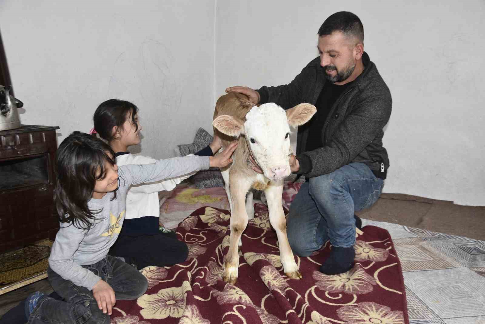 Tatvan’da hasta buzağıya evde özel bakım
