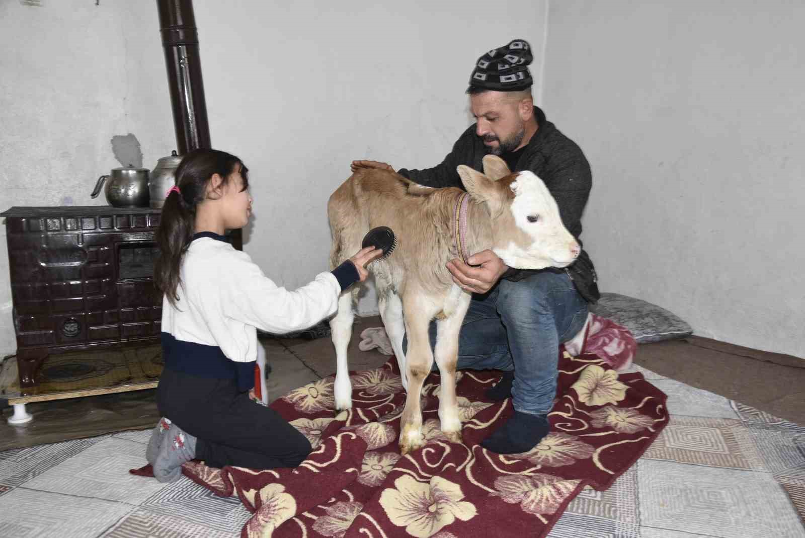 Tatvan’da hasta buzağıya evde özel bakım
