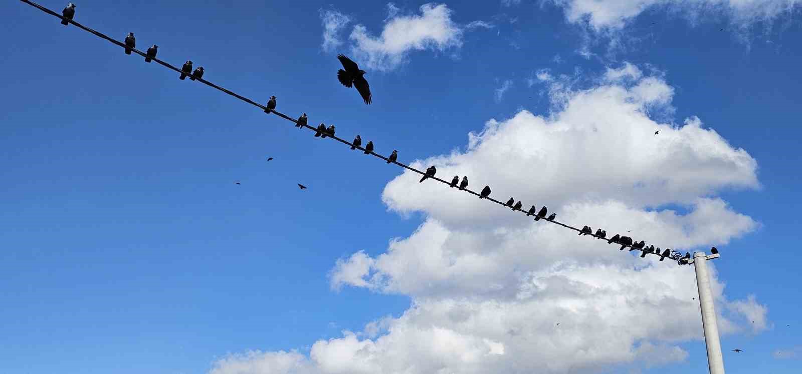 Tatvan’da sıralanan kuşlardan güzel görüntüler
