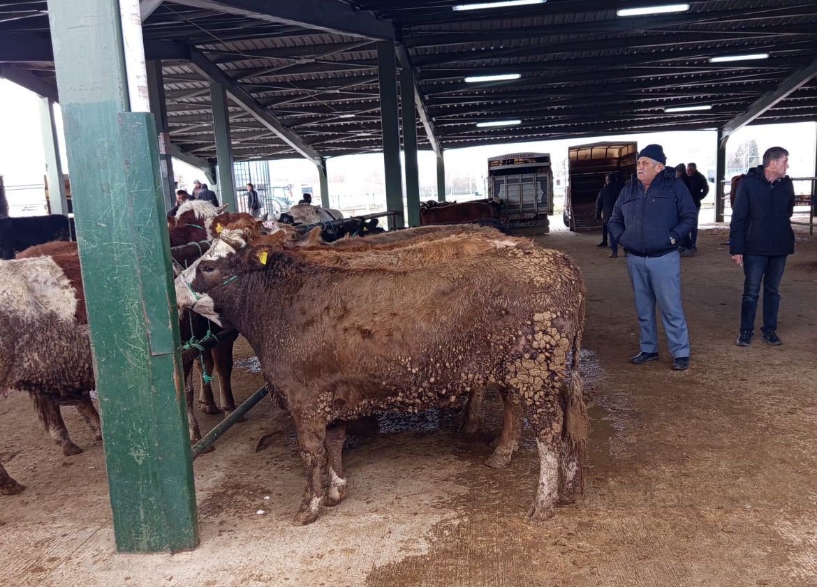 Tavşanlı hayvan pazasında Kurban Bayramı öncesi hareketlilik erken başladı
Tavşanlı hayvan pazasında Kurban Bayramı öncesi hareketlilik erken başladı