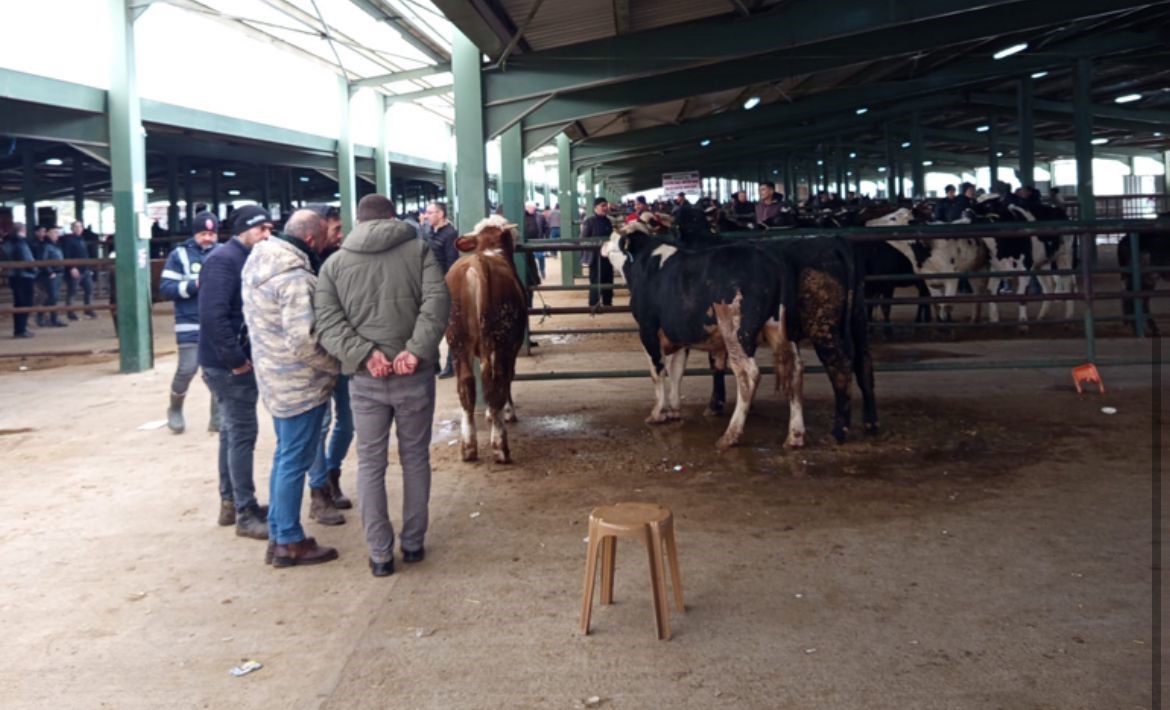 Tavşanlı hayvan pazasında Kurban Bayramı öncesi hareketlilik erken başladı
Tavşanlı hayvan pazasında Kurban Bayramı öncesi hareketlilik erken başladı