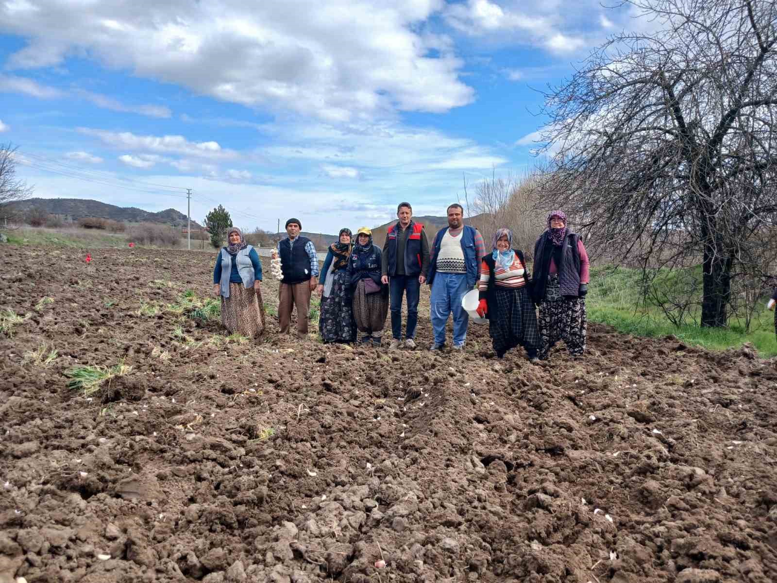 Tavşanlı ’Köprücek Sarımsağı’ artık çiftçilere ciddi gelir sağlıyor
