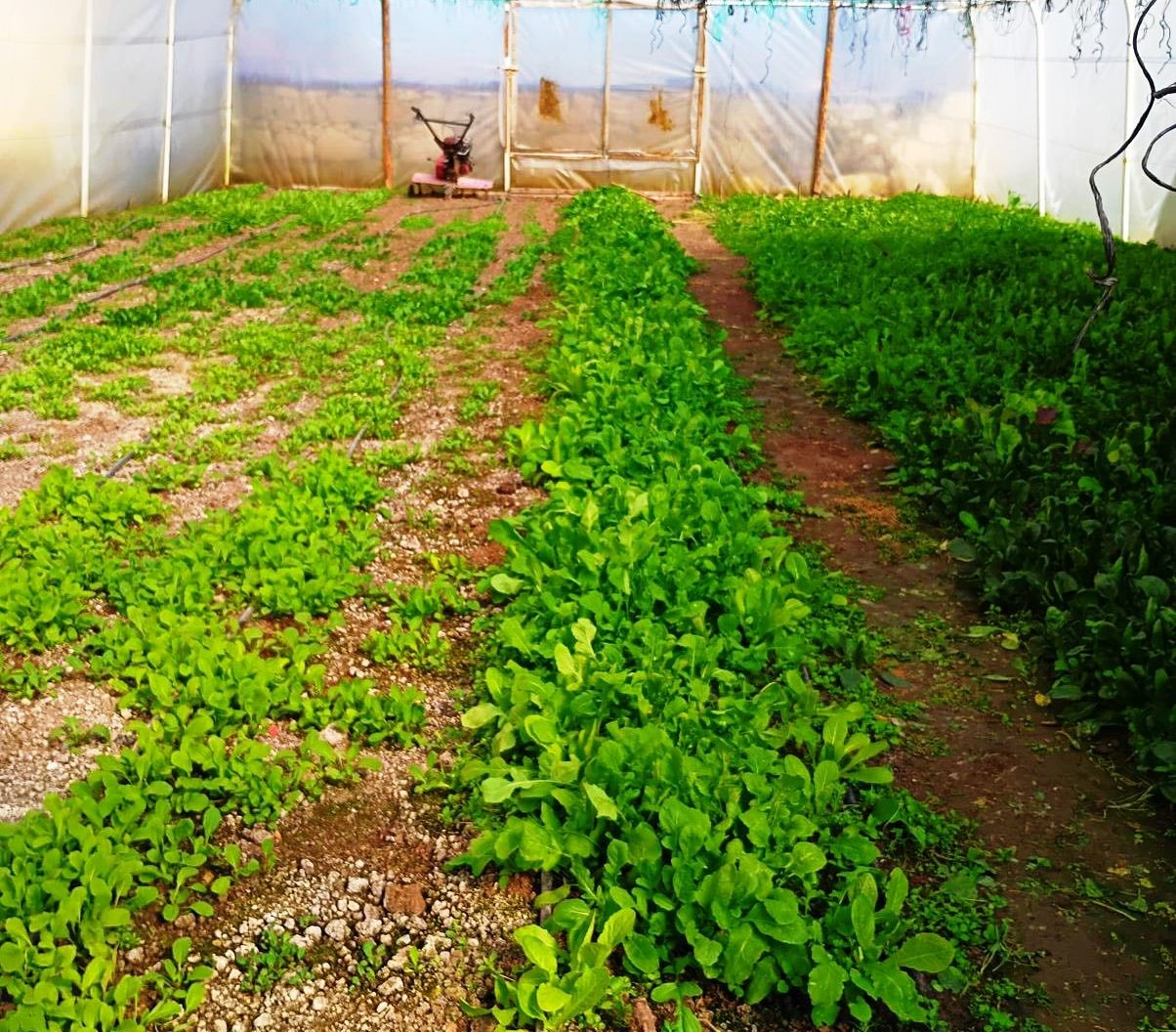 Tavşanlı’da KOBÜKS kapsamında sera kontrolleri
