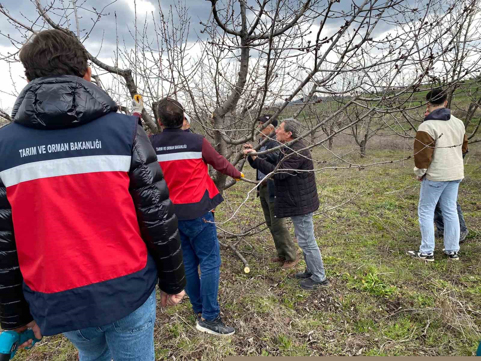 Tavşanlı’da meyve üreticilerine budama eğitimi
