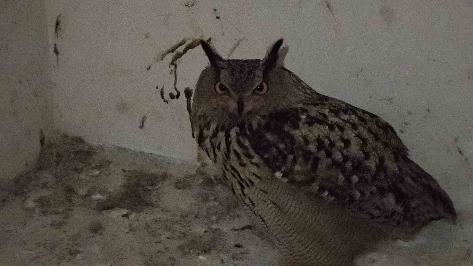 Tedavi edilen yaban kuşları özgürlüğe kanat çırpmaya hazır
