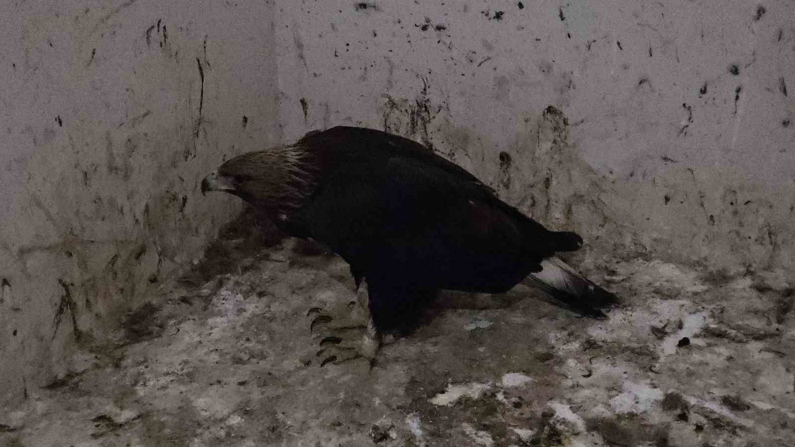 Tedavi edilen yaban kuşları özgürlüğe kanat çırpmaya hazır
