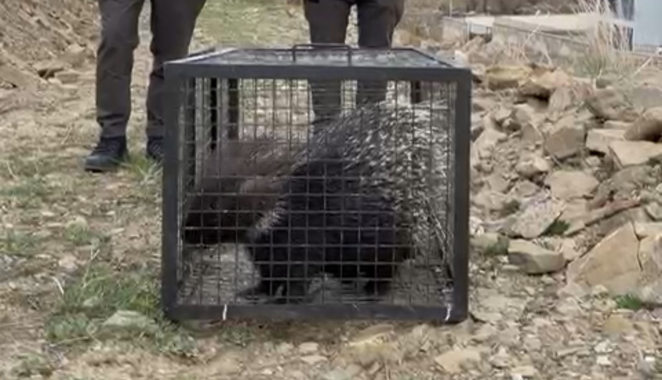 Tedavisi tamamlanan oklu kirpi doğaya salındı

