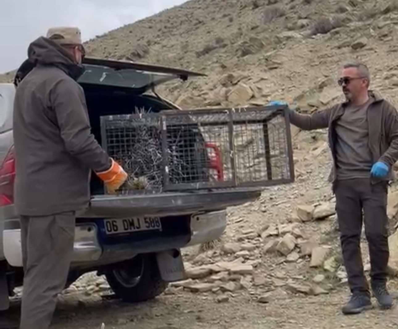 Tedavisi tamamlanan oklu kirpi doğaya salındı
