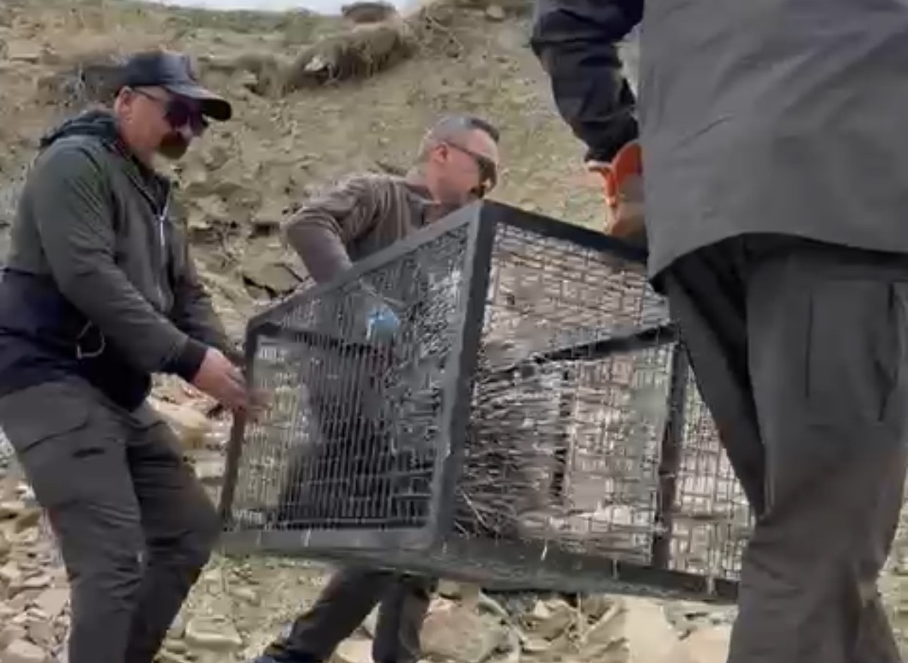 Tedavisi tamamlanan oklu kirpi doğaya salındı
