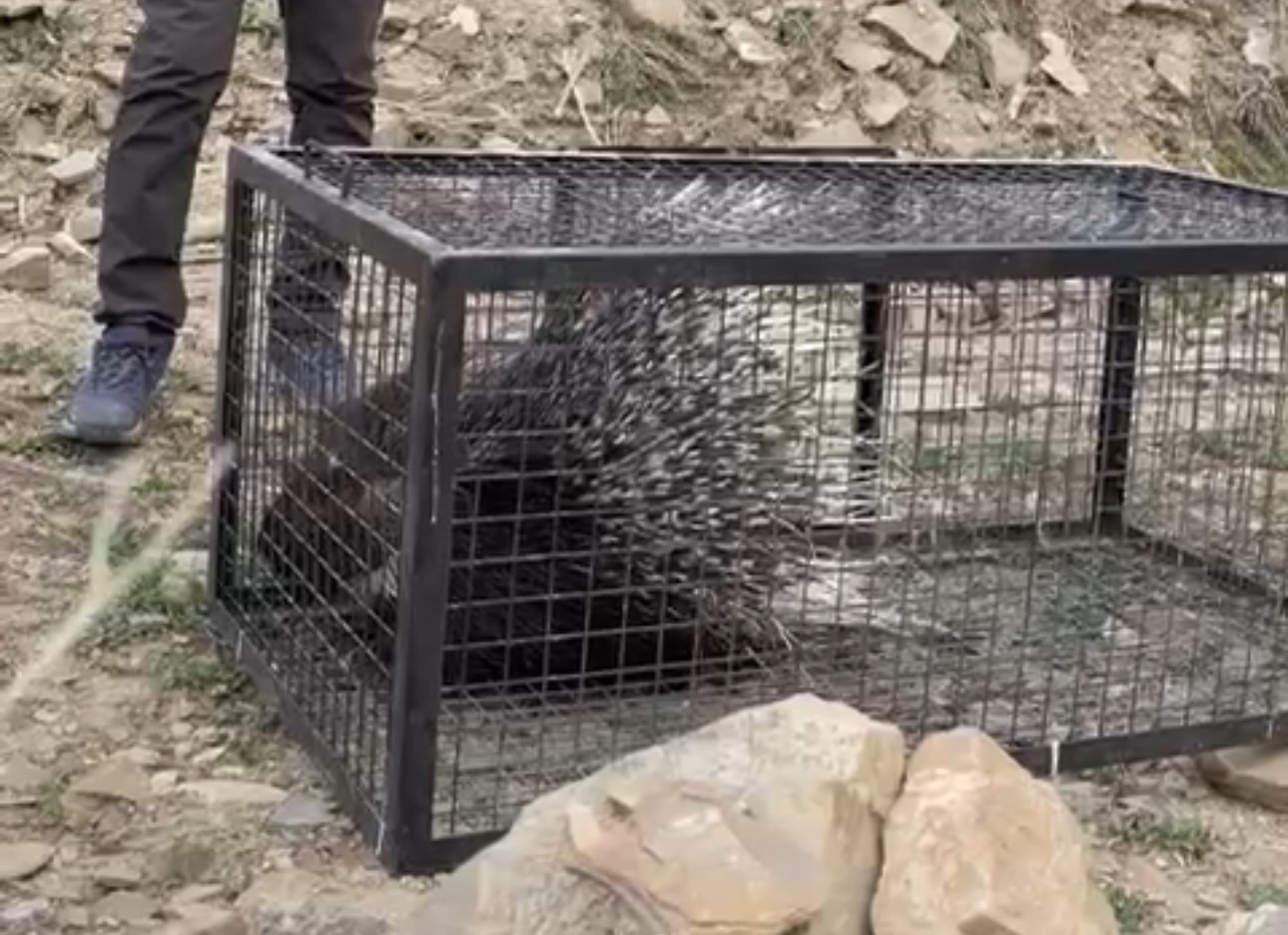 Tedavisi tamamlanan oklu kirpi doğaya salındı
