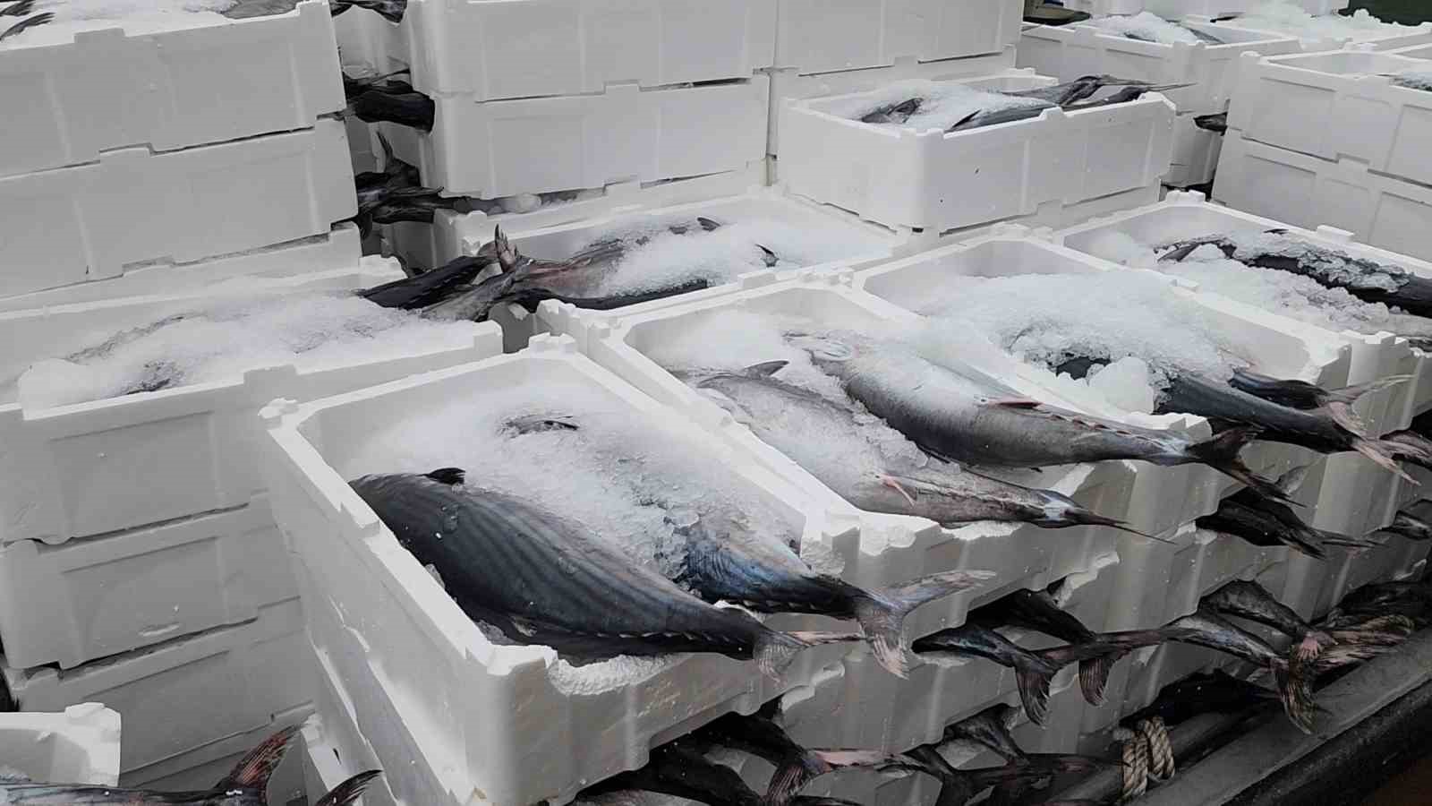 Tekirdağ açıklarında torik bereketi
