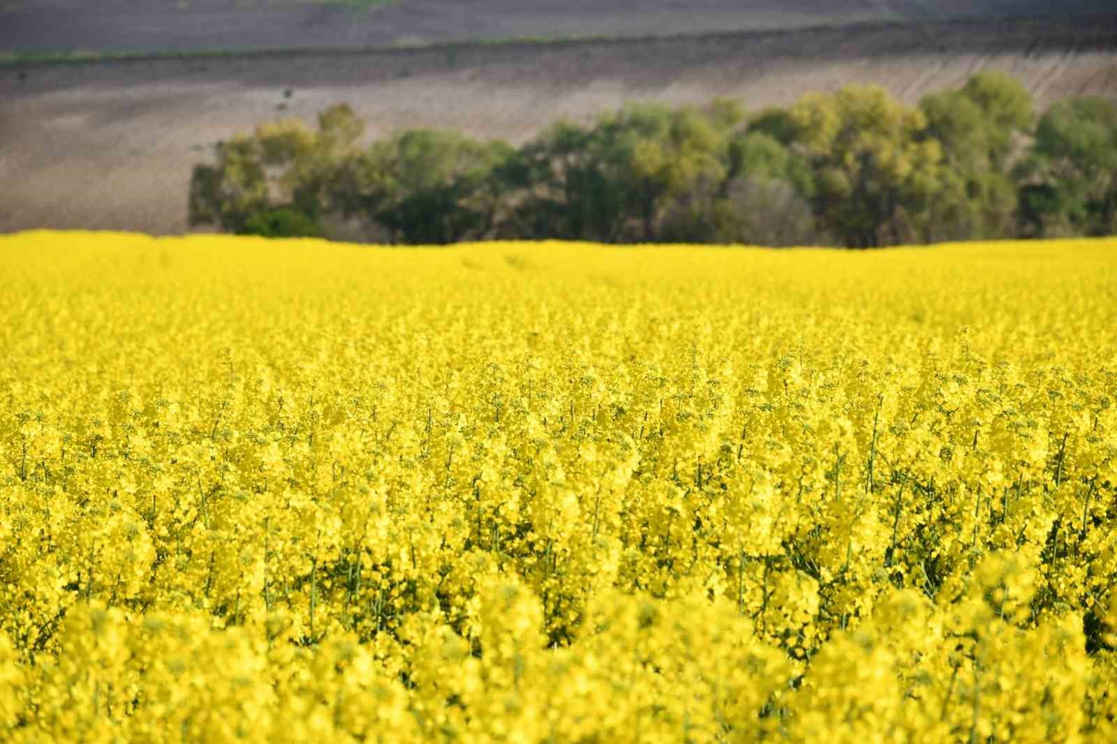 Tekirdağ sarıya büründü: Kanola tarlaları kartpostallık manzaralar oluşturdu
