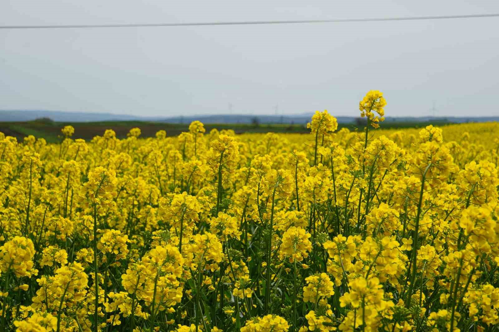 Tekirdağ sarıya büründü: Kanola tarlaları kartpostallık manzaralar oluşturdu
