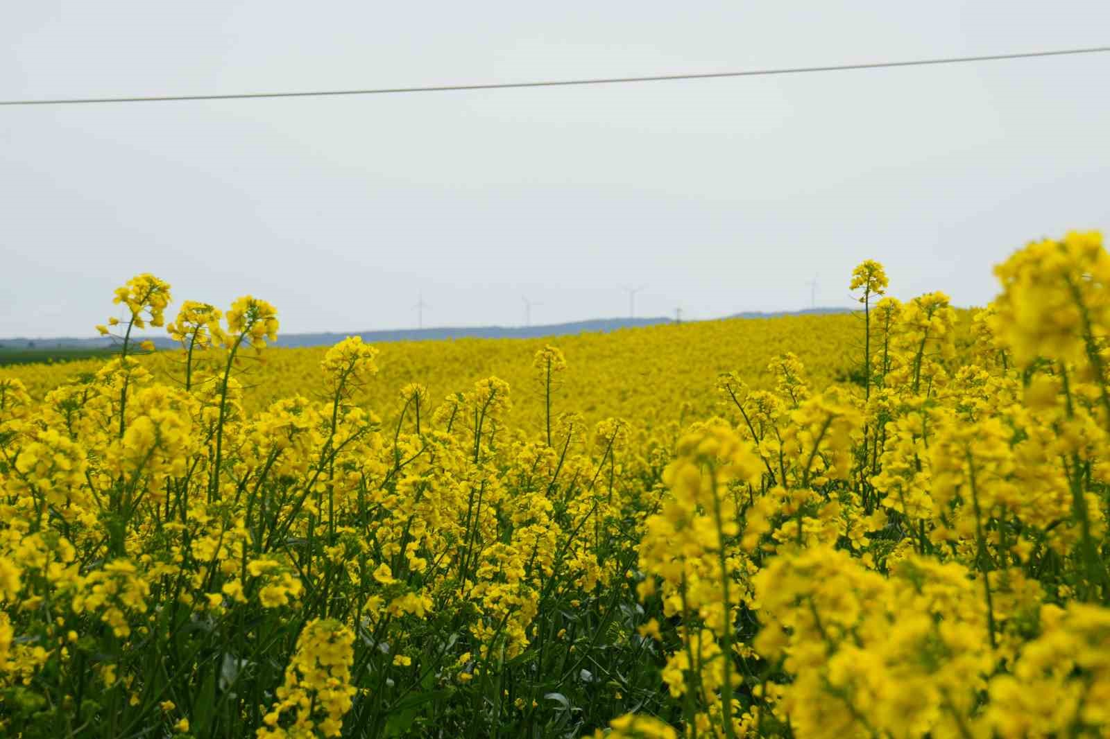 Tekirdağ sarıya büründü: Kanola tarlaları kartpostallık manzaralar oluşturdu
