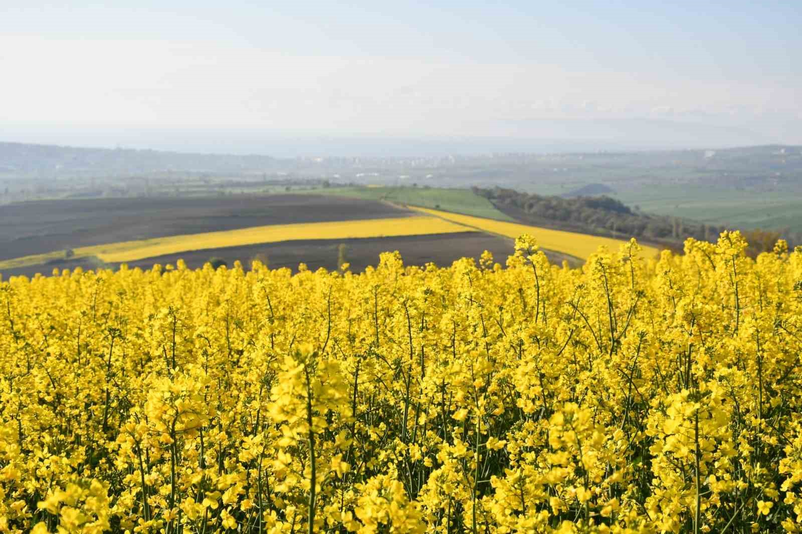 Tekirdağ sarıya büründü: Kanola tarlaları kartpostallık manzaralar oluşturdu

