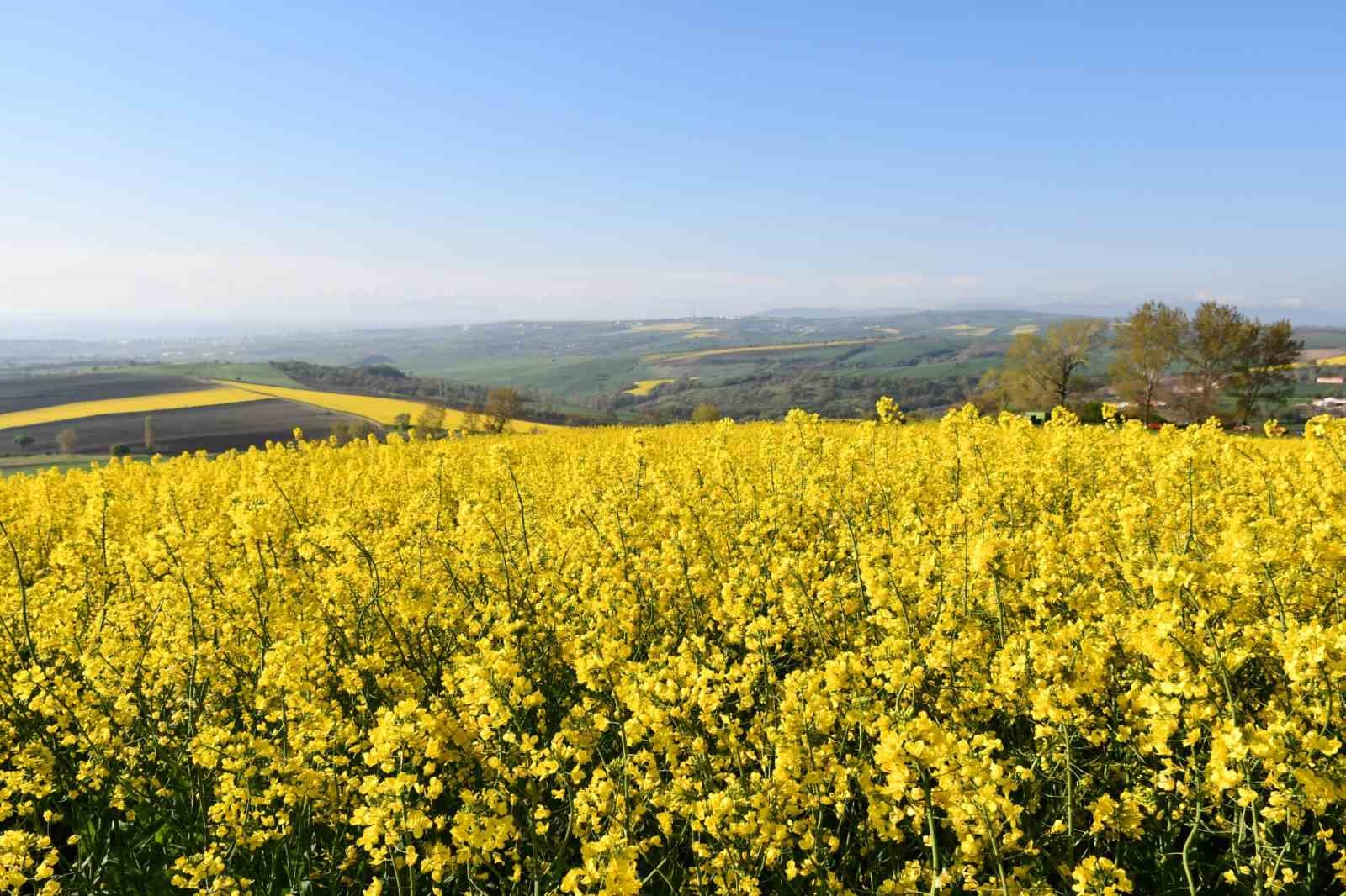 Tekirdağ sarıya büründü: Kanola tarlaları kartpostallık manzaralar oluşturdu
