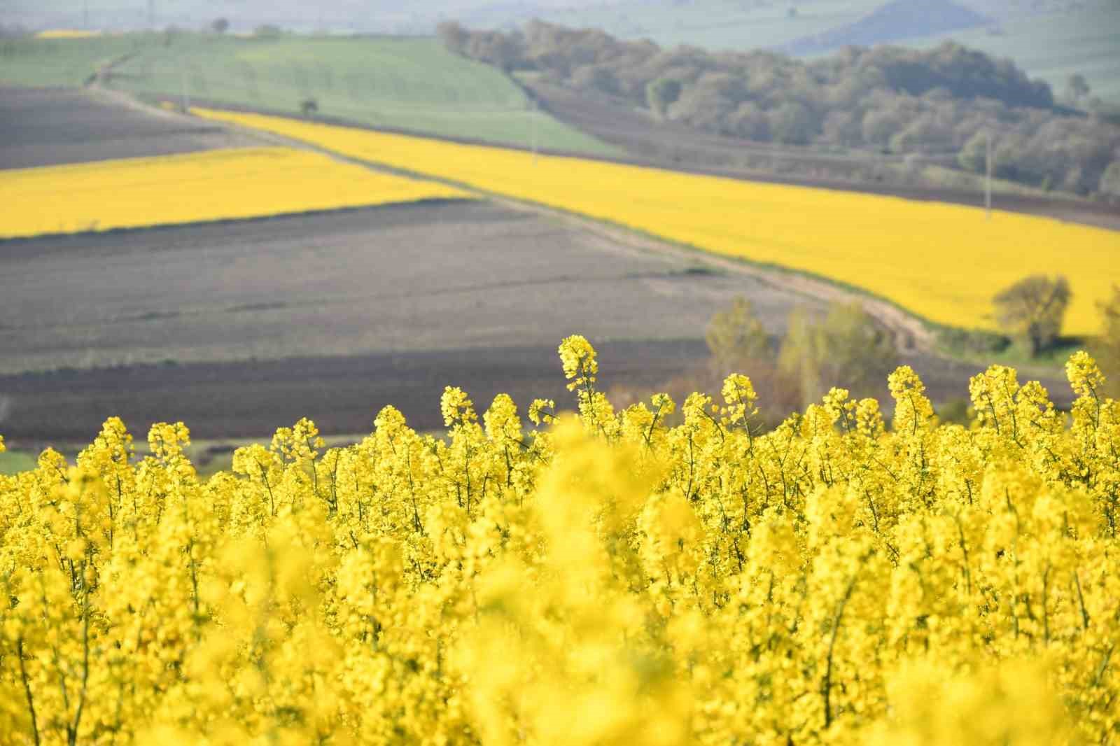 Tekirdağ sarıya büründü: Kanola tarlaları kartpostallık manzaralar oluşturdu
