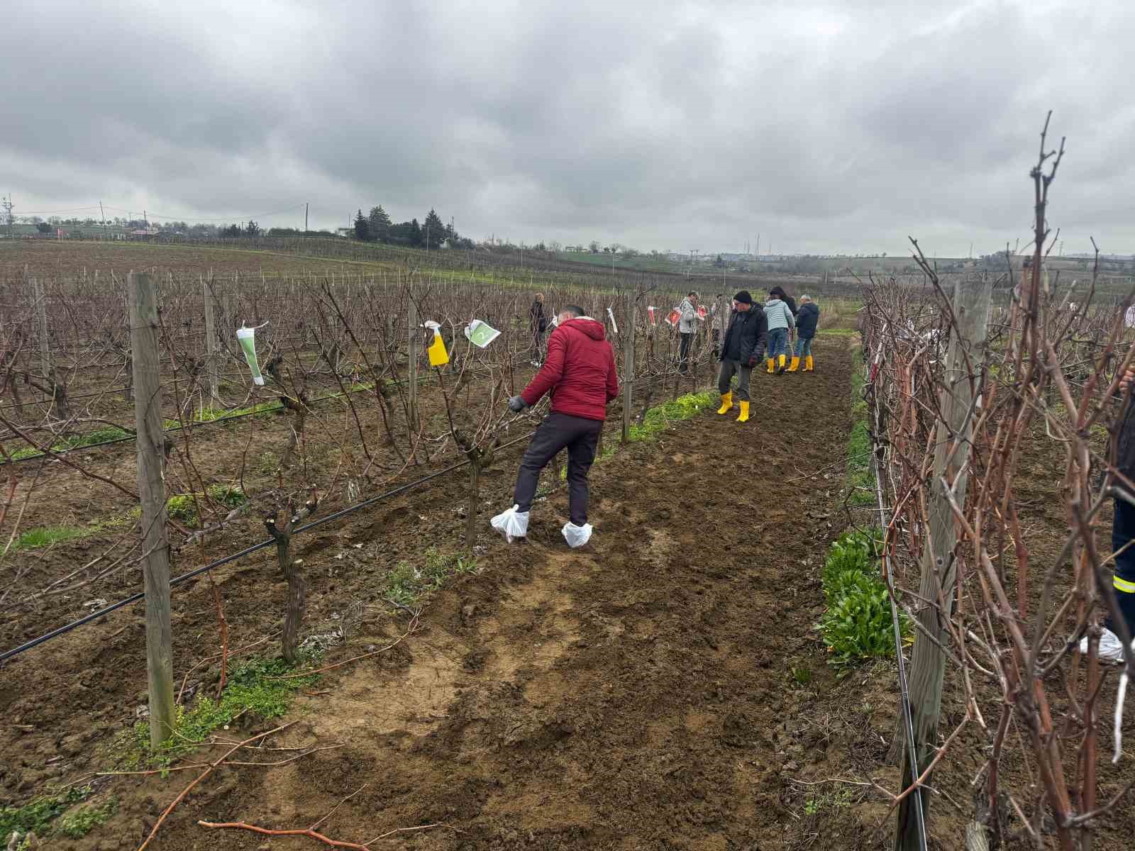 Tekirdağ’da  bağ budama yarışması
