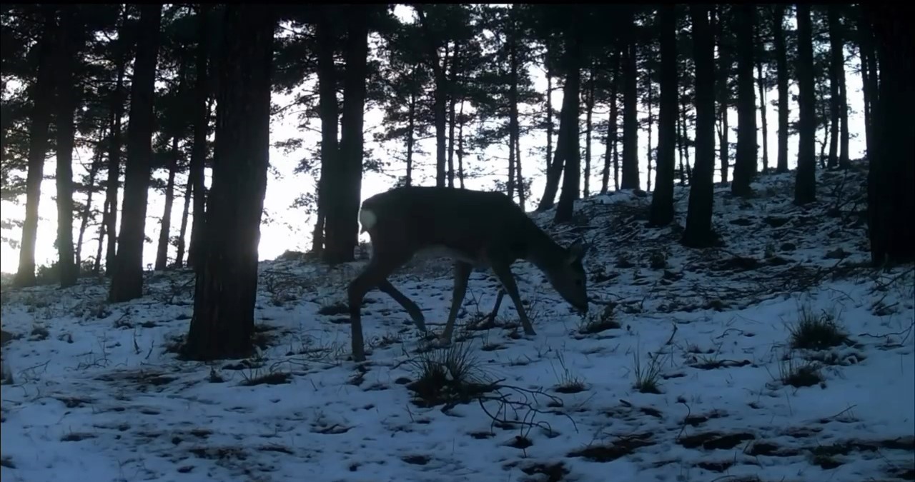 Tekirdağ’da Ganos Dağı’nda yaban hayatı fotokapana yansıdı
