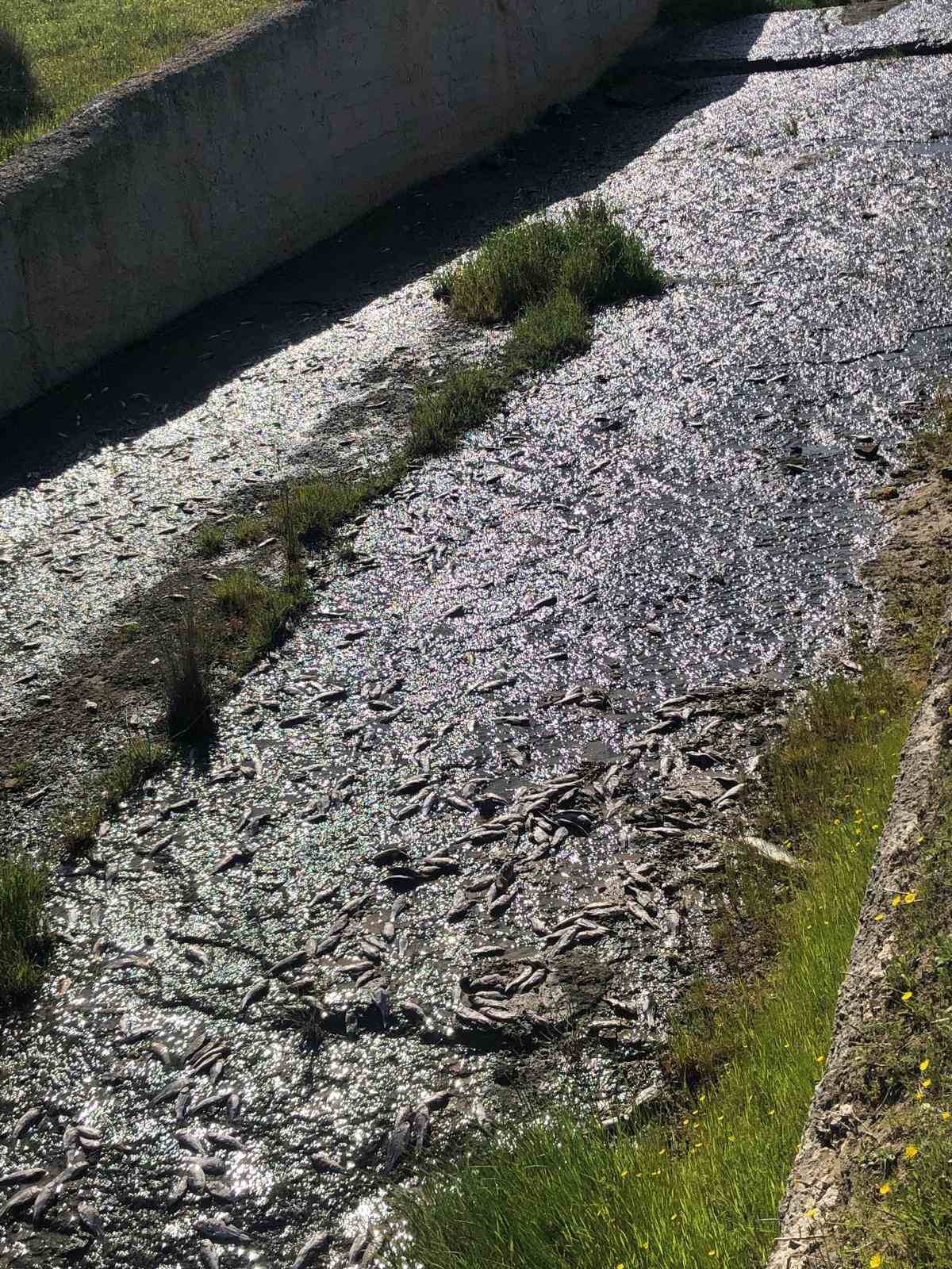 Tekirdağ’da gölde toplu balık ölümleri yaşandı
