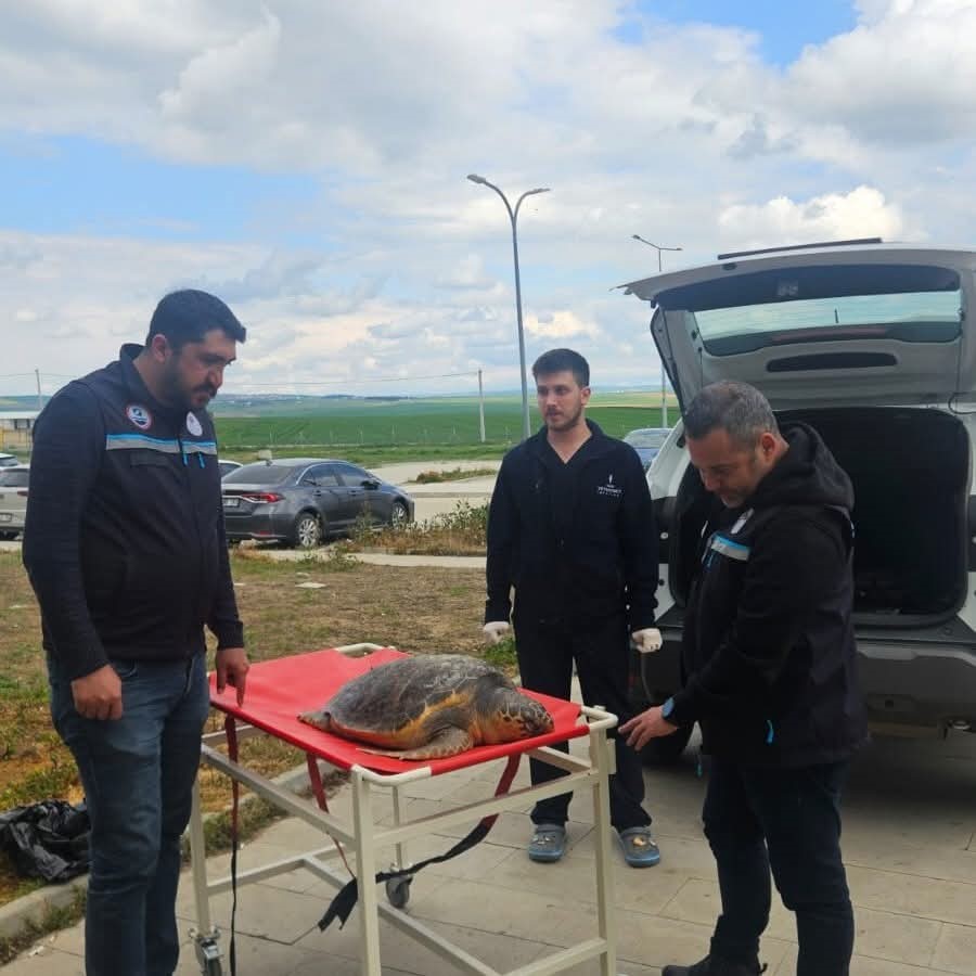 Tekirdağ’da ölü bulunan caretta caretta incelemeye alındı
