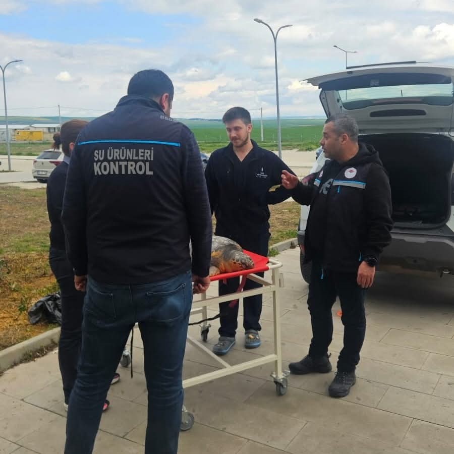 Tekirdağ’da ölü bulunan caretta caretta incelemeye alındı
