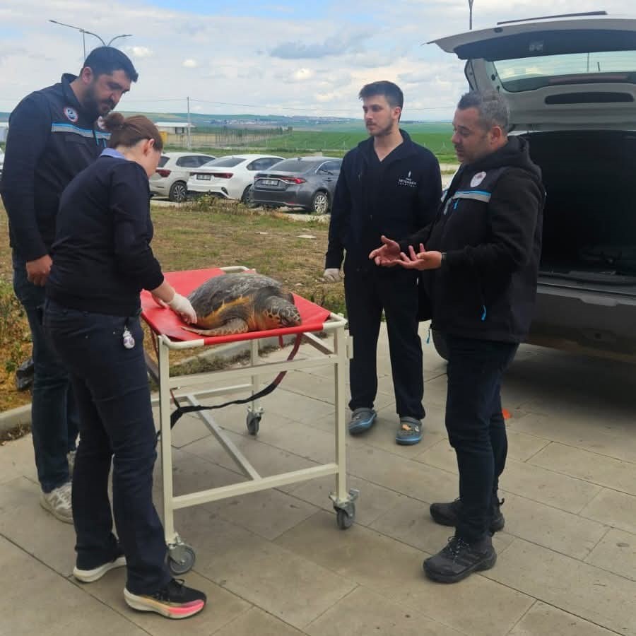 Tekirdağ’da ölü bulunan caretta caretta incelemeye alındı
