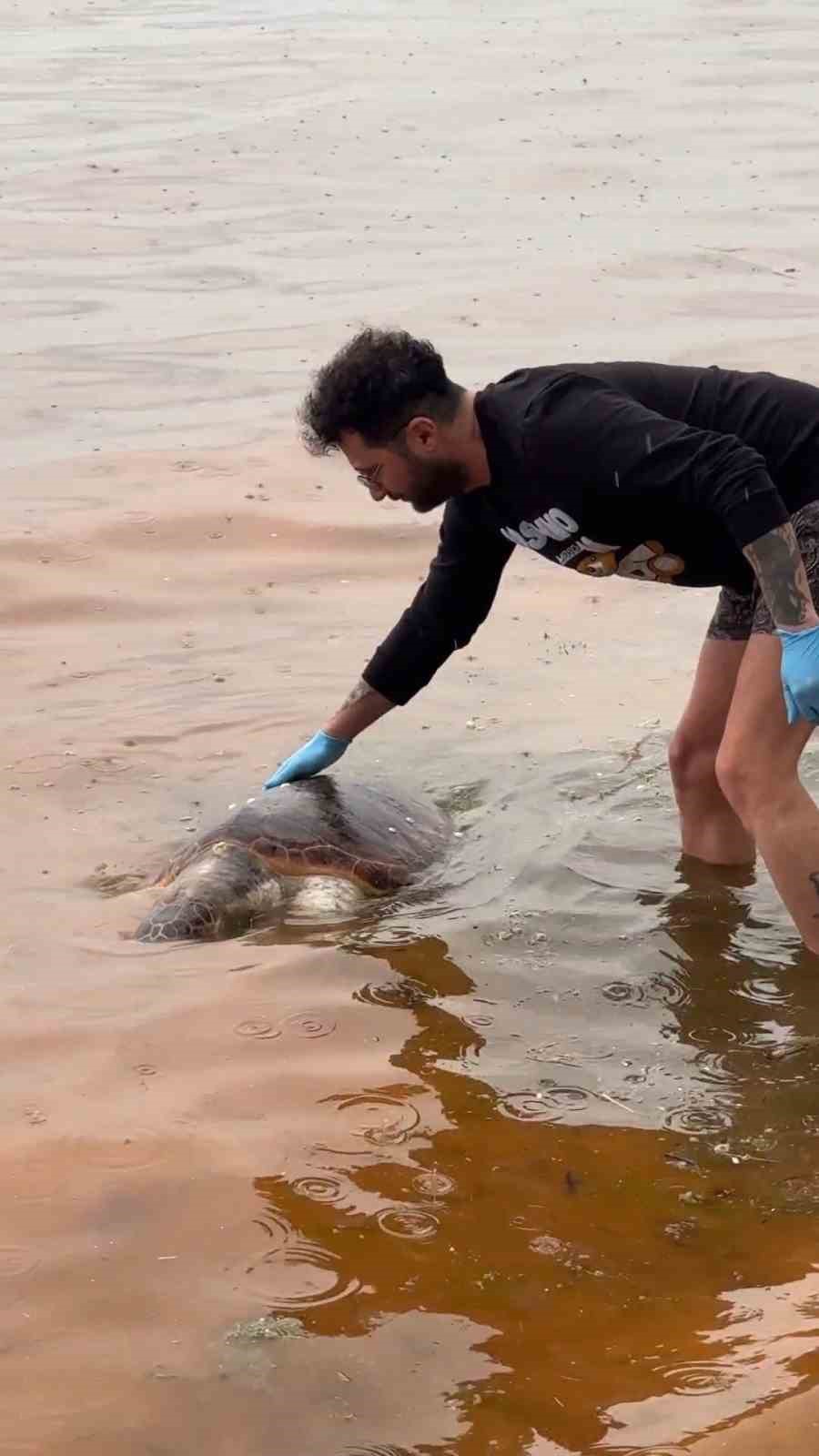 Tekirdağ’da ölü caretta caretta kıyıya vurdu
