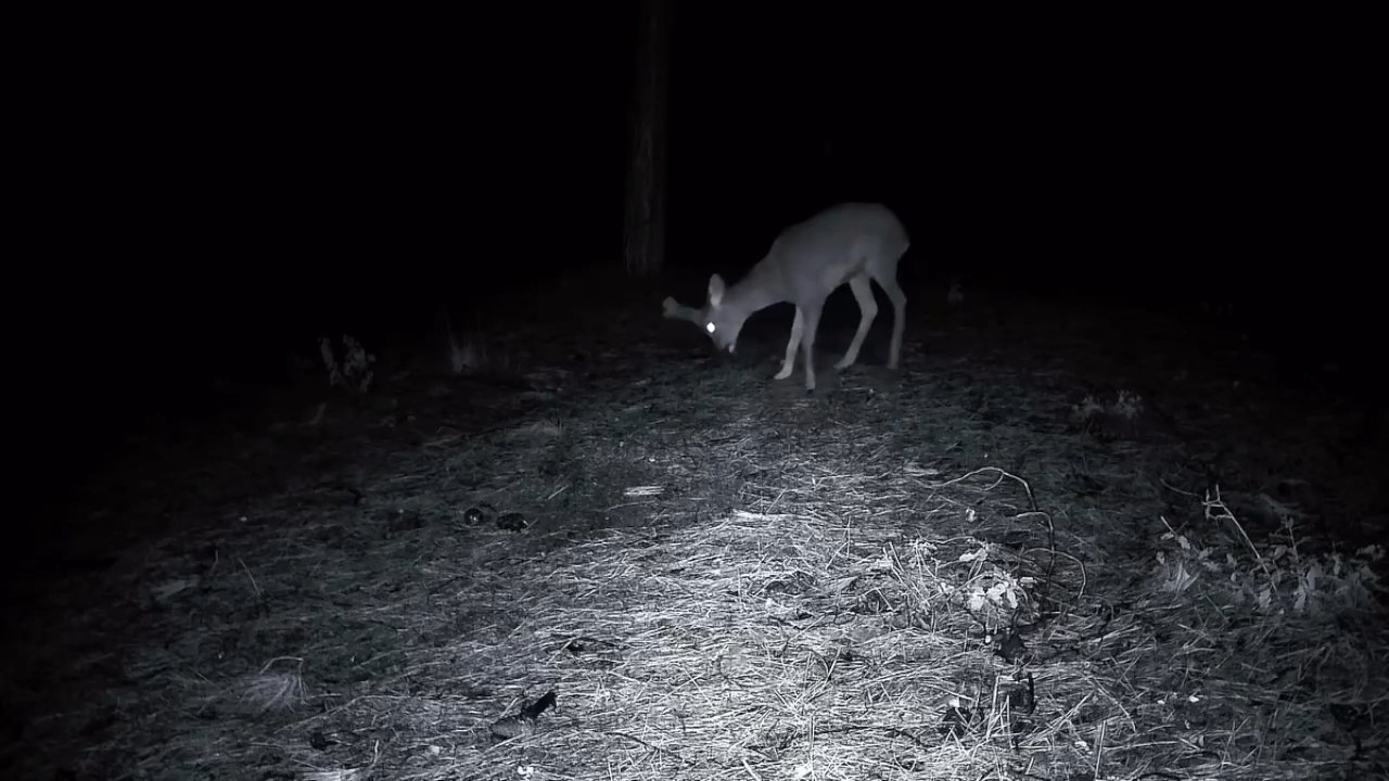 Tekirdağ’da ormanda kurt ve iki karaca görüntülendi
