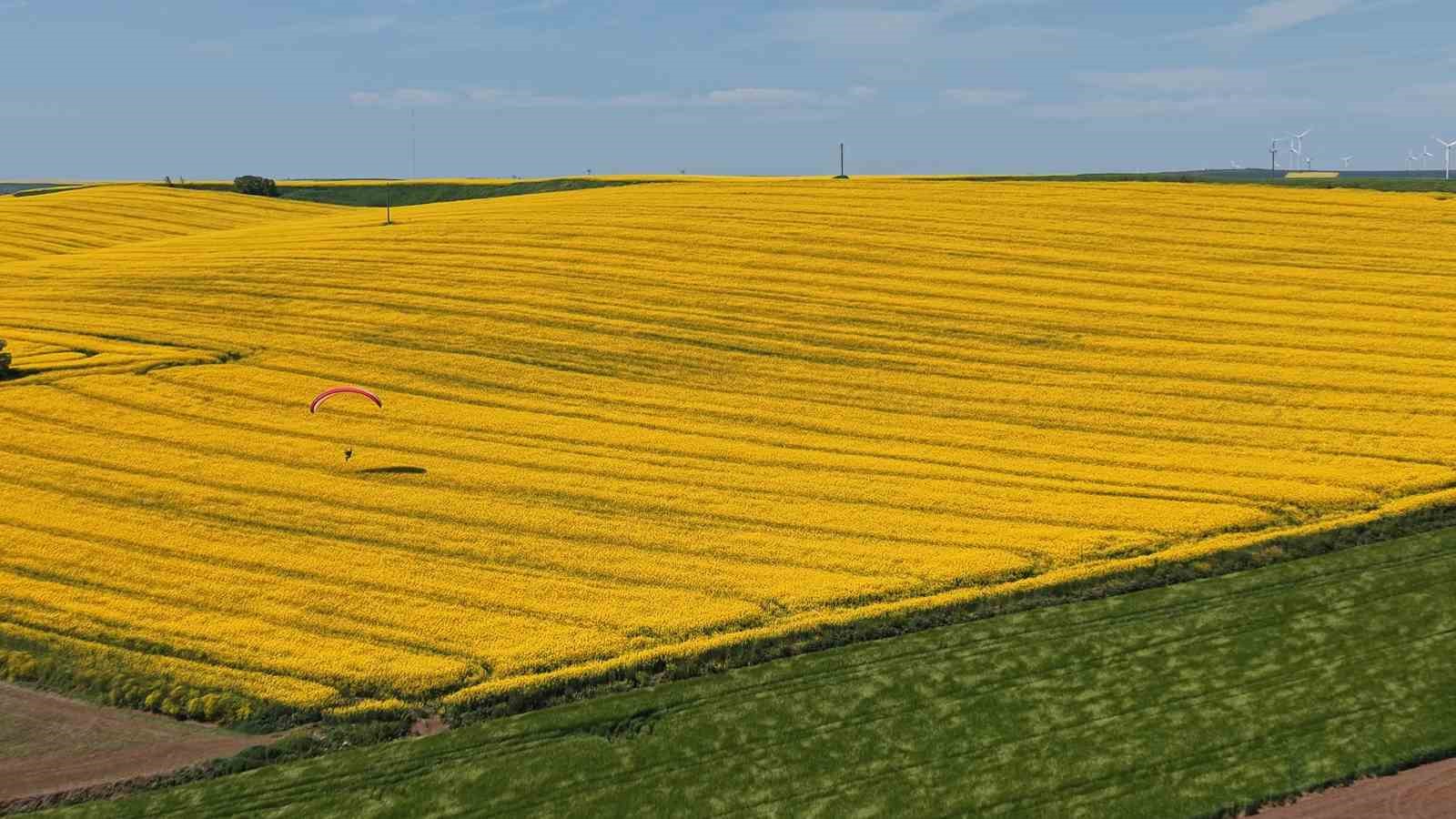 Tekirdağ’da sarı şölen: Paramotorlar sarı tarlaları gezdi
