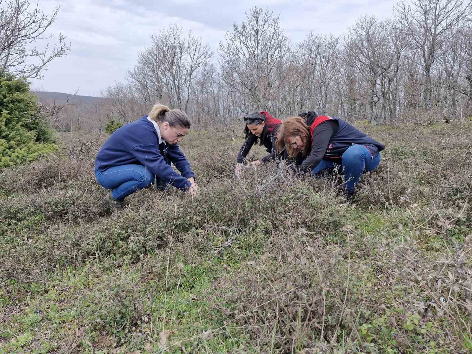 Tekirdağ’da süne zararlısına karşı saha çalışmaları başlatıldı
