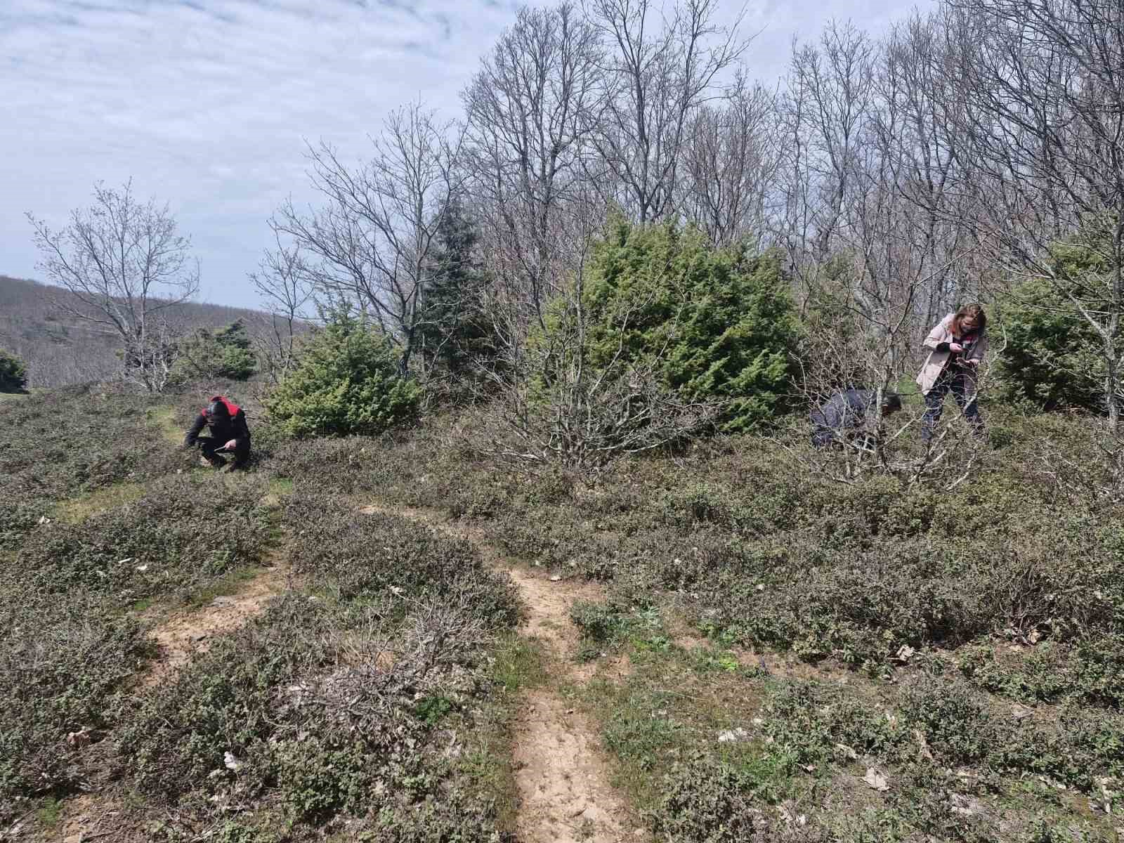 Tekirdağ’da süne zararlısına karşı saha çalışmaları başlatıldı
