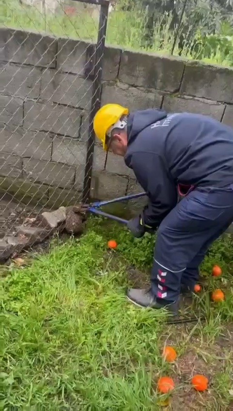 Tel örgüye sıkışıp, mahsur kalan kirpi kurtarıldı
